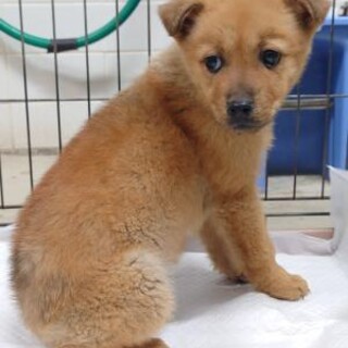 沢山の子犬が収容されています‼️