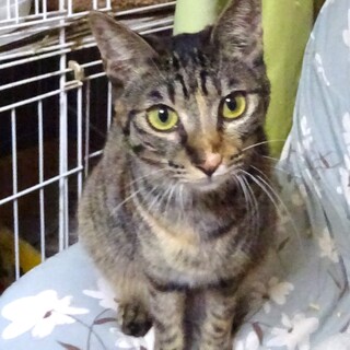 ３月２４日譲渡会参加、スリム美形のかなえちゃん