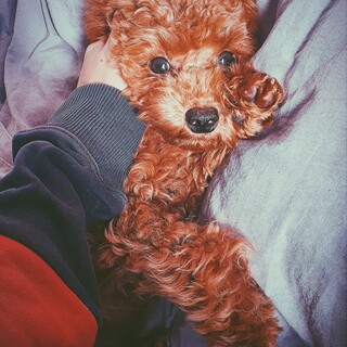 ラテ　トイプードル