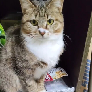 白ソックスのおっとり優しいモカちゃん