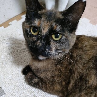 サビちゃんの中でもきれいな模様！