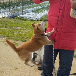 「報告書 2024/03/13」サムネイル3