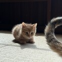 可愛いチャトラです