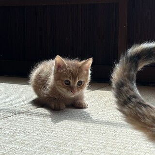 可愛いチャトラです