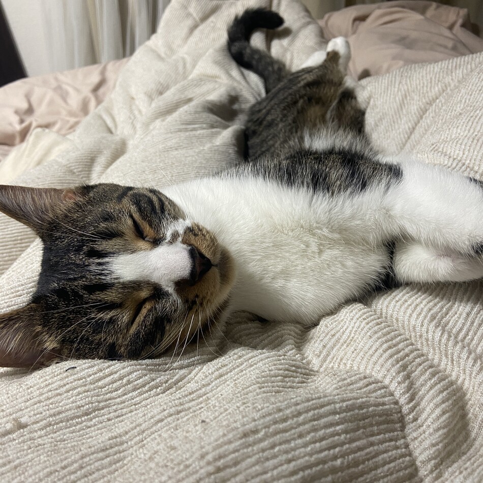 ちくわのカバー写真