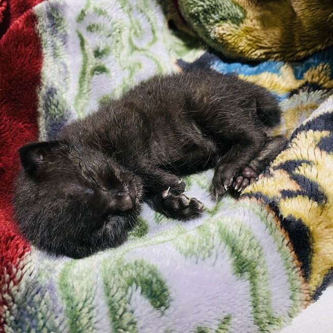 maw0のカバー写真