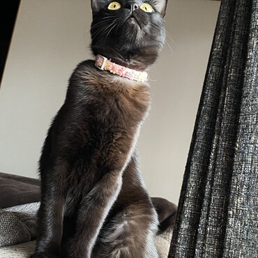 胸毛が茶色いね