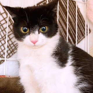 まん丸お目目の美少女黒白ちゃん