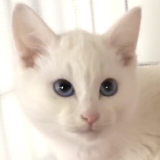 ブルーアイの白猫・人懐っこい天使アイ君