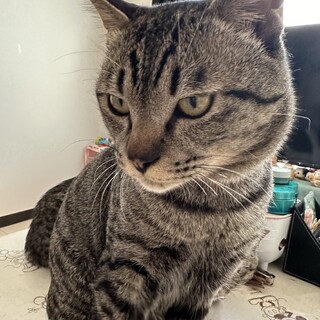 兄弟猫