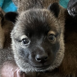 くりくりとした目がとってもかわいい「たけし」くん♂