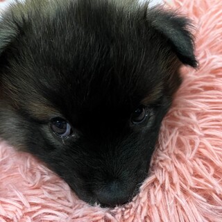 おっとりキュートな「かすみ」ちゃん♀ 