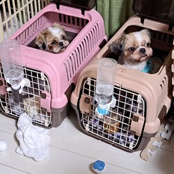 掃除機してる間、ワンコ達を見守るのは…！