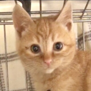 人懐っこくて甘えん坊の茶トラのシンバ君FIV陽性