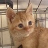 人懐っこくて甘えん坊の茶トラのシンバ君FIV陽性 サムネイル2