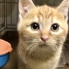 人懐っこくて甘えん坊の茶トラのシンバ君FIV陽性 サムネイル6