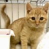 人懐っこくて甘えん坊の茶トラのシンバ君FIV陽性 サムネイル4