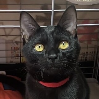 授乳から育てた超甘えっ子で懐っこい黒猫リン姫