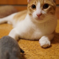 【臨時！】小さな譲渡会 ＠JR芦屋駅から徒歩3分 サムネイル2