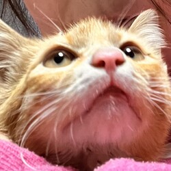 【臨時！】小さな譲渡会 ＠JR芦屋駅から徒歩3分 サムネイル3