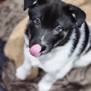 野犬兄弟白黒ジャノメ5ヵ月