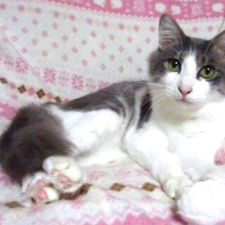 ３月２４日譲渡会参加、イケメンのアクセルくん