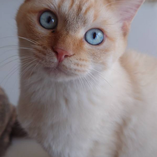 甘えん坊のくりりん！