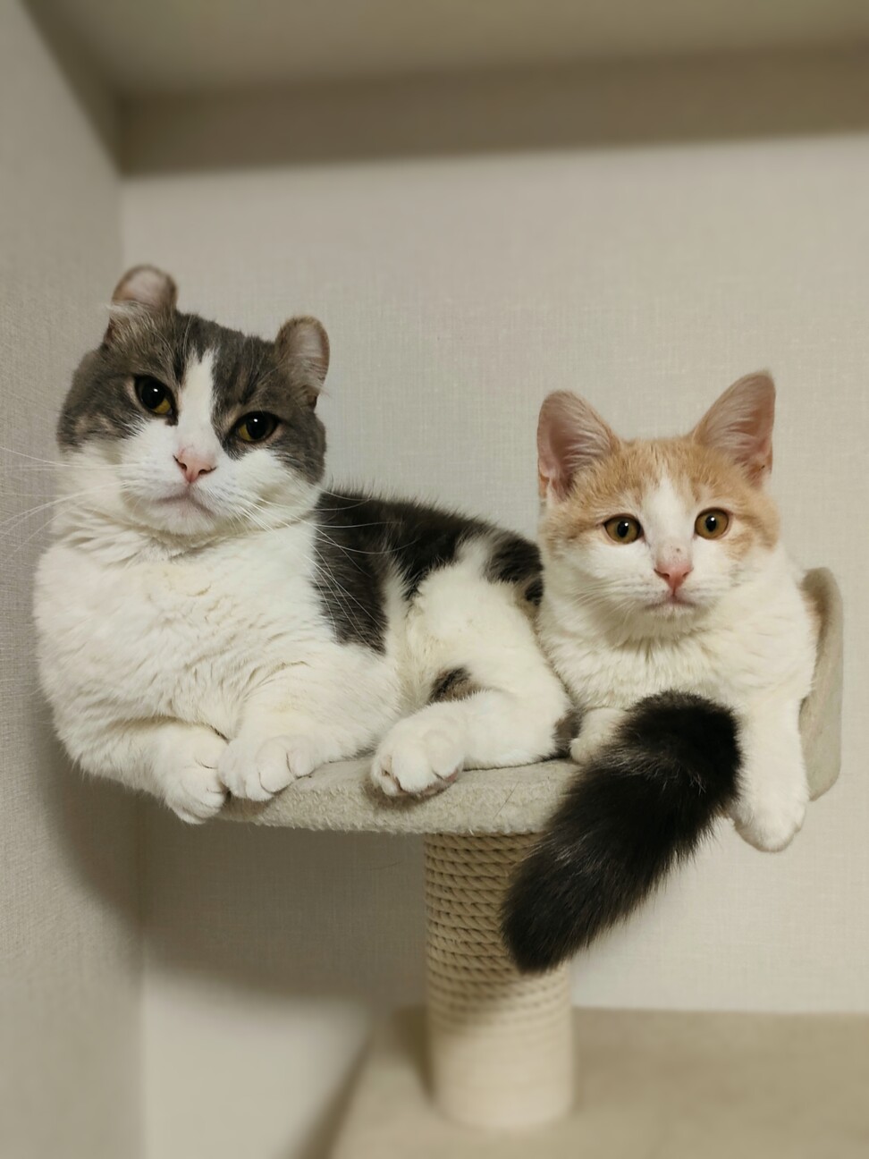 荒川地域猫ボランティア さん :: ペットのおうち【里親決定30万頭！】