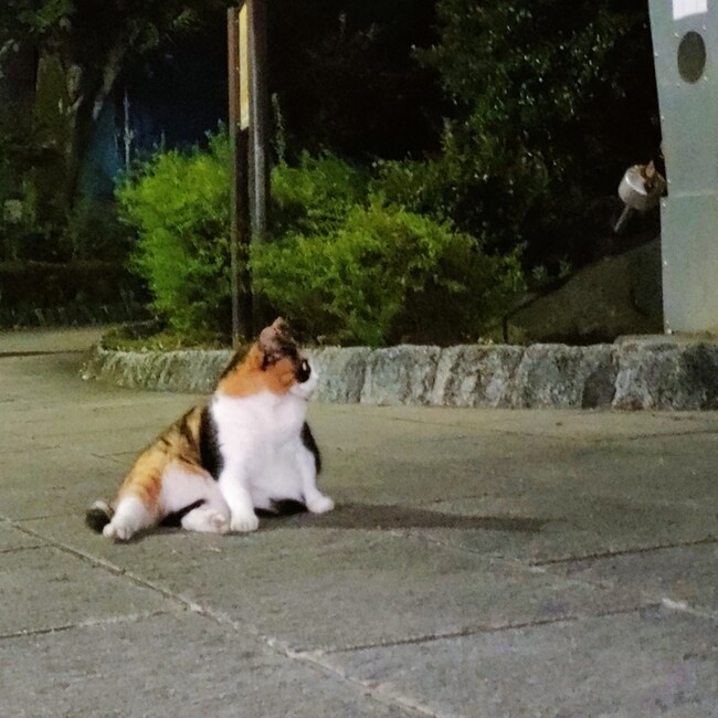 荒川地域猫ボランティアのカバー写真