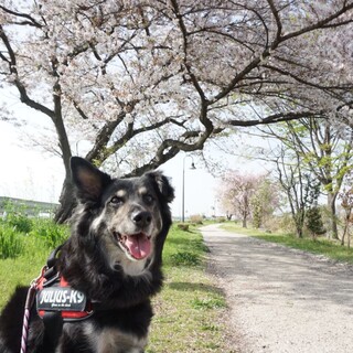 シェパード風でかっこいい「マミィちゃん」♀
