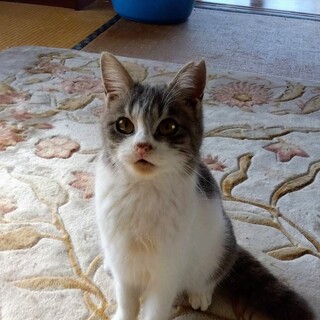 小さな女王様ミーニャ♪