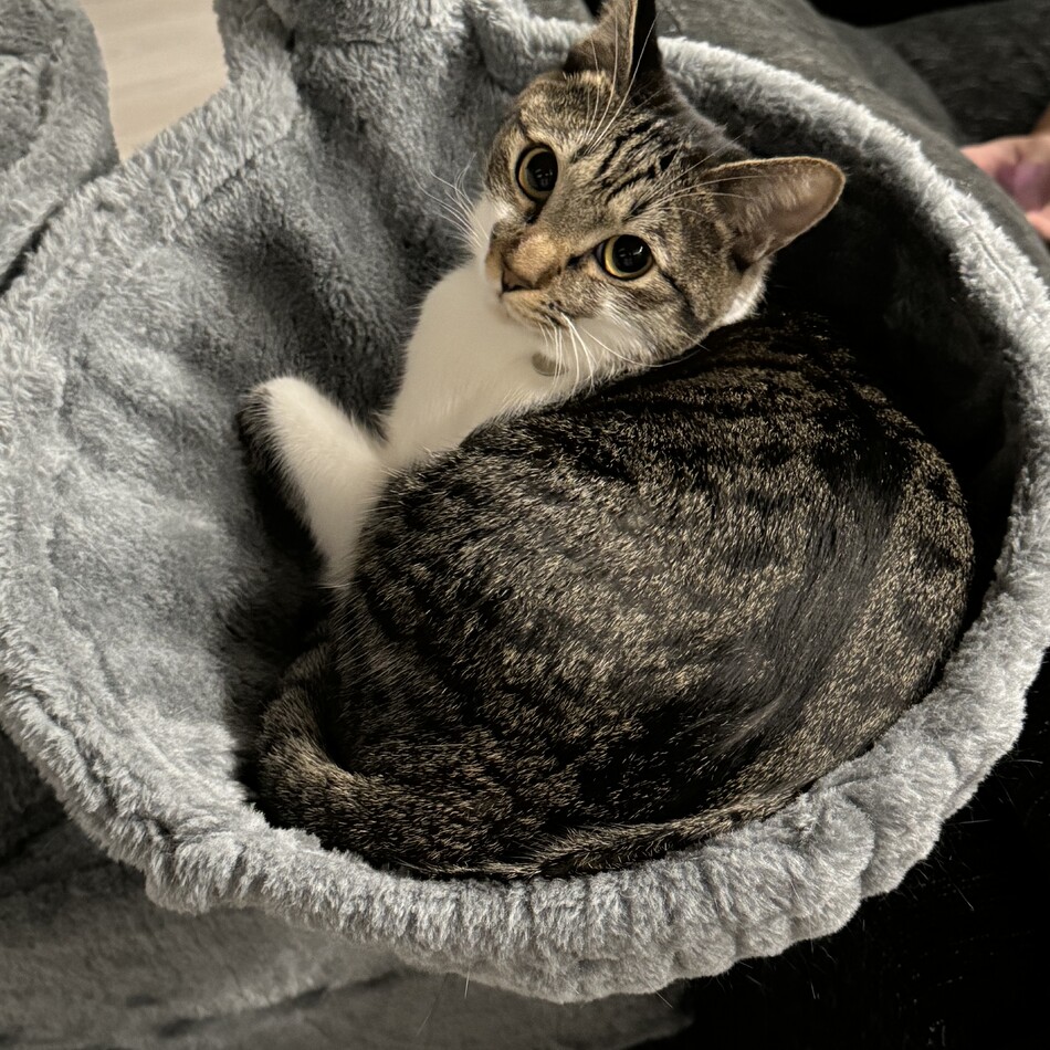 エルサのカバー写真