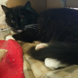 長毛タキシード&白ソックス　その名は「俺様」