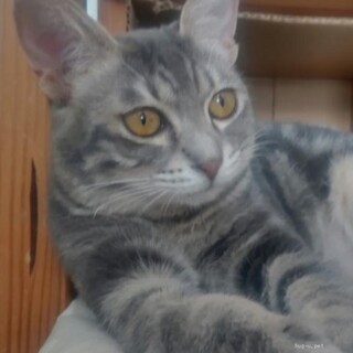 門脈シャントを乗り越えた奇跡の猫　アメちゃん