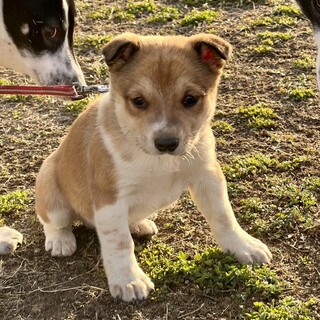 人を怖がらない野犬の子