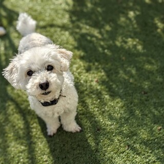 マルプーMIXの男の子ケニー君