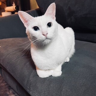白オッドアイ大人猫