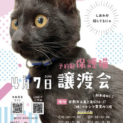 ほごっこ猫の譲渡会（予約制）
