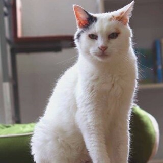 とび三毛 静御前ちゃん ⭐︎里親様募集⭐︎