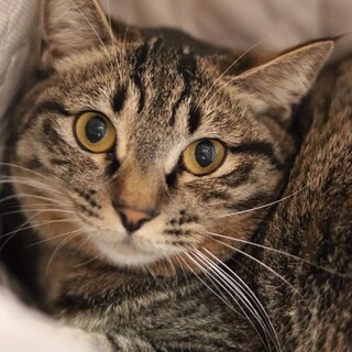 キジトラ ジェミニちゃん　 里親様募集♡