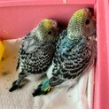 セキセイインコの雛の里親募集します。