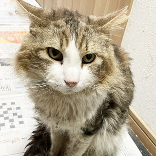 【手術済】飼い主失踪SOS！残された猫たち