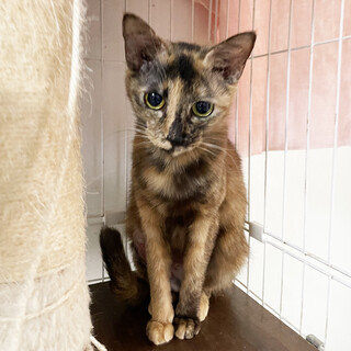 【手術済】飼い主失踪SOS！残された猫たち