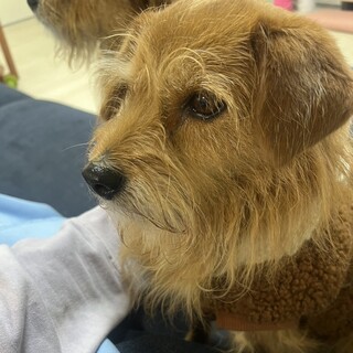 おっとり優しい女の子、ししゃもちゃん