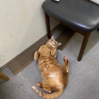 【4歳半】茶トラ柄の甘えん坊のオス猫です。