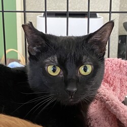 名古屋市緑区猫の譲渡会