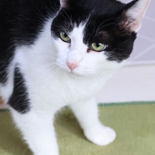 人が大好き！甘えん坊のキリちゃん