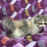 お迎えありがとうございました サムネイル4