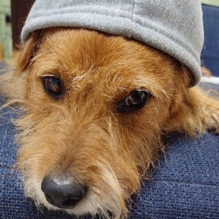 甘えん坊で人が大好きな男の子　いわしくん　