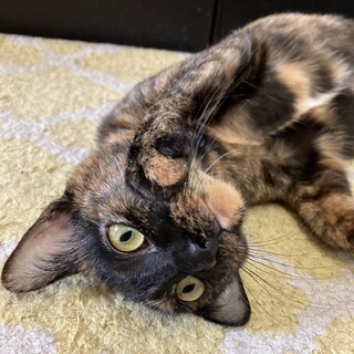 4/7さいたま市岩槻参加　まる